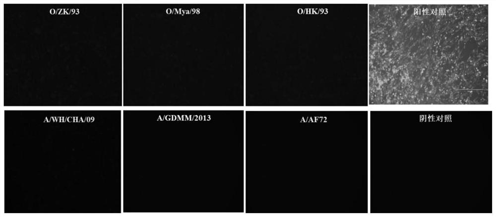 O-type foot-and-mouth disease virus structural protein VP1 broad-spectrum neutralizing antibody as well as preparation method and application thereof