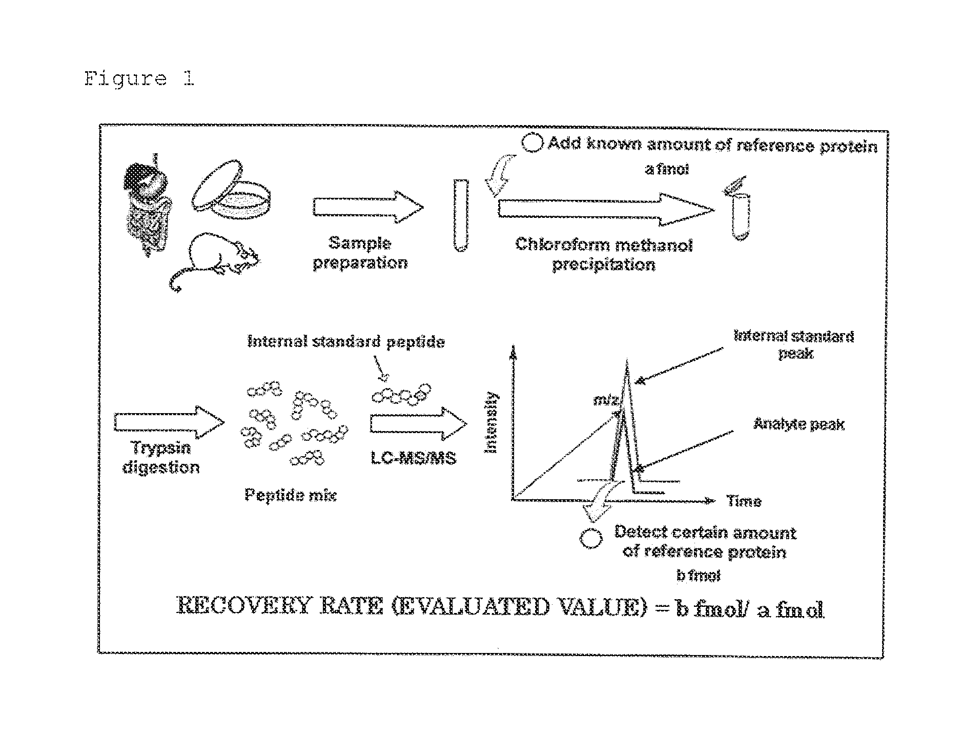Evaluation peptide for use in quantification of protein using mass spectrometer, artificial standard protein, and method for quantifying protein