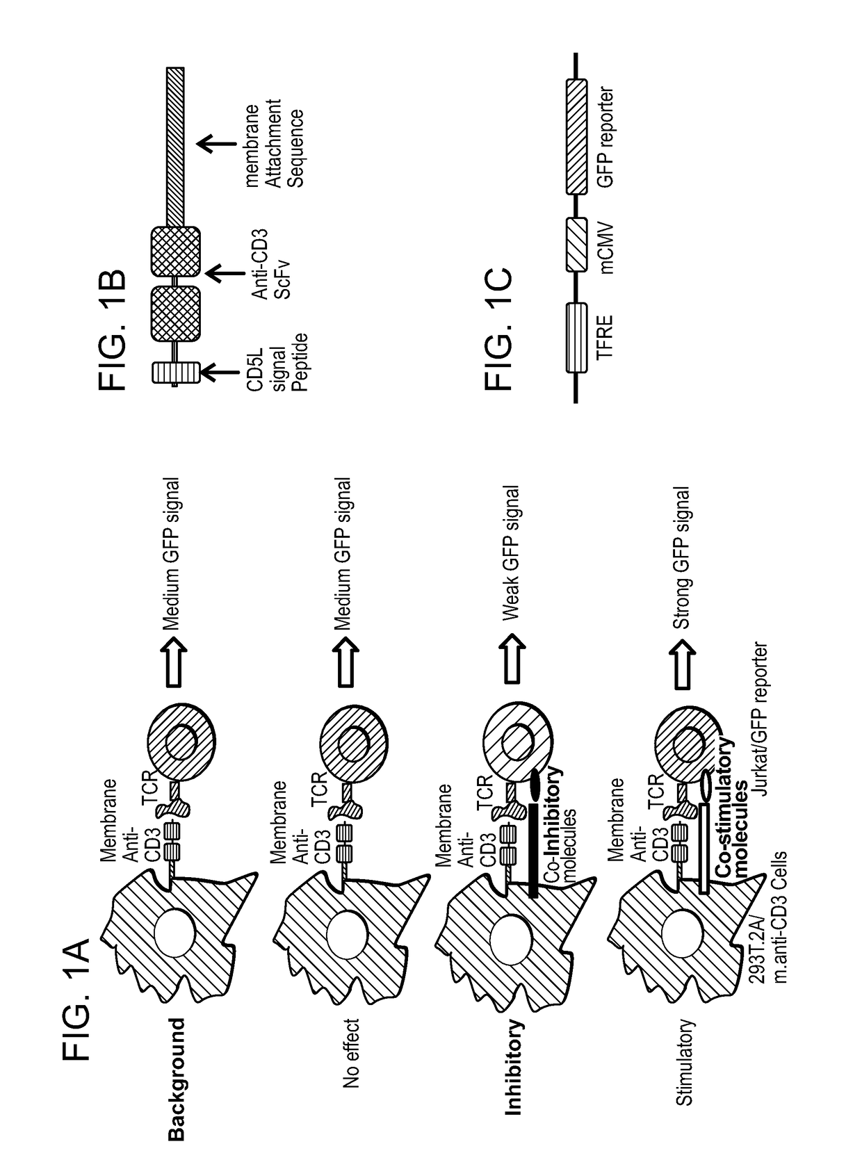 Genome-scale t cell activity array and methods of use thereof