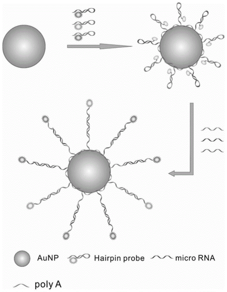 A nano-gold based molecular beacon and its preparation and application