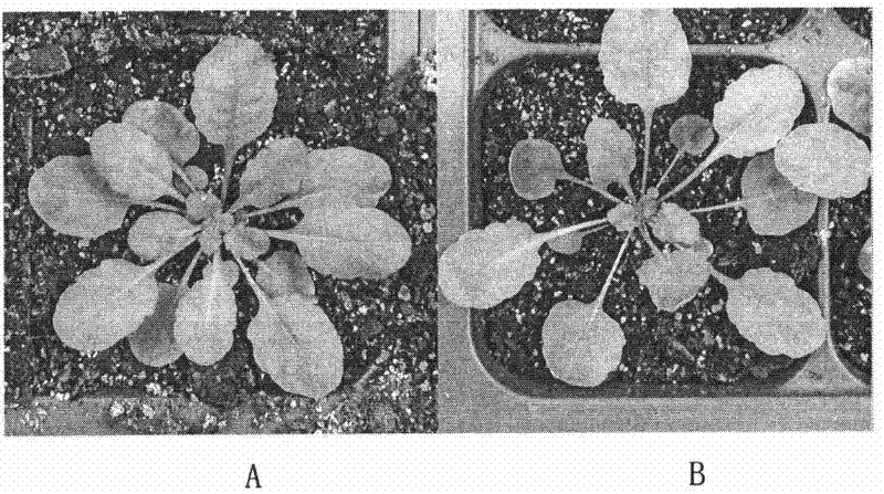 Method for changing content of chlorophyll in plant