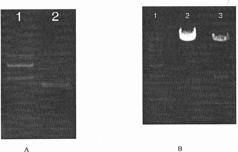 Method for changing content of chlorophyll in plant