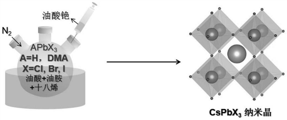 Perovskite CsPbX3 nanocrystal as well as preparation method and application thereof