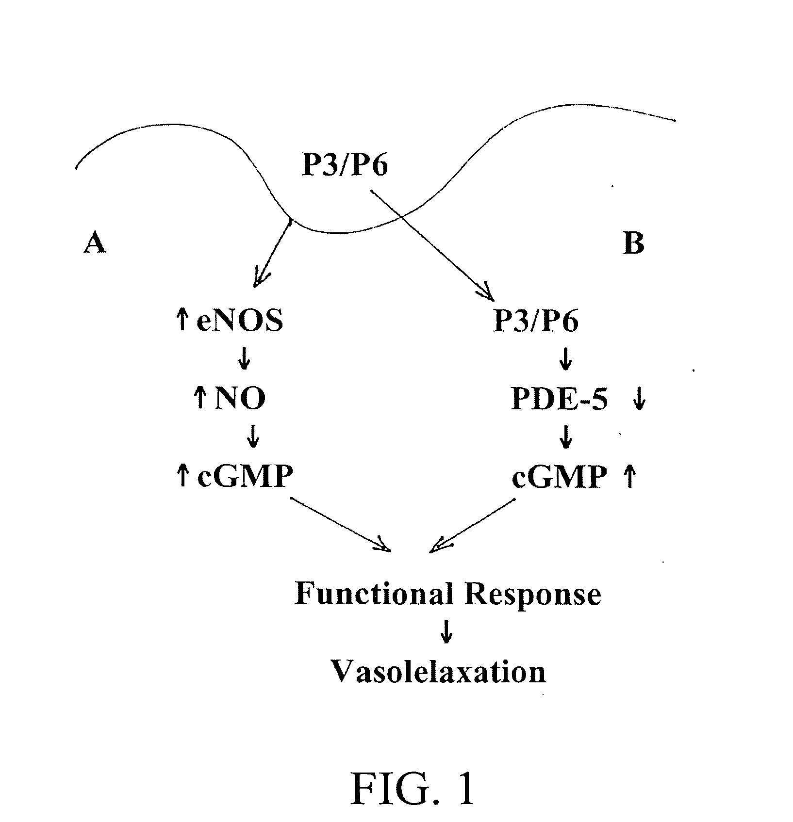 Materials and methods for regulating blood flow