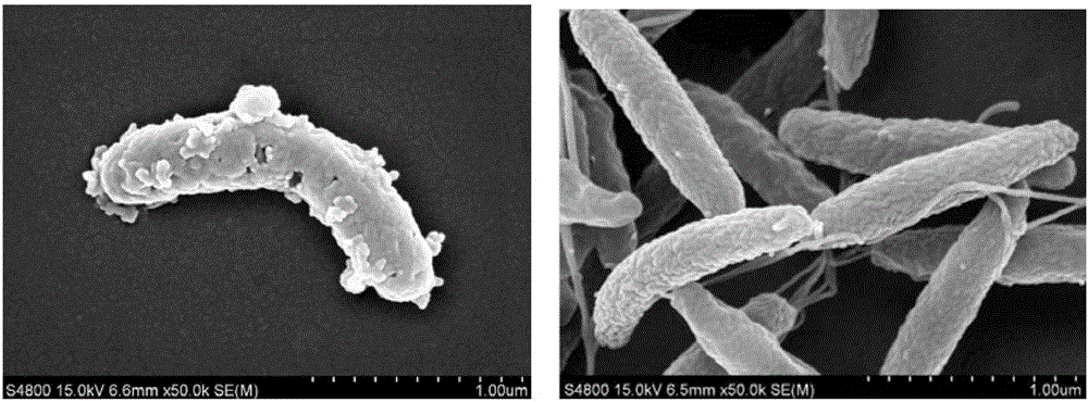 Method for reducing campylobacteria by applying propionic acid in primary-stage production process of broilers