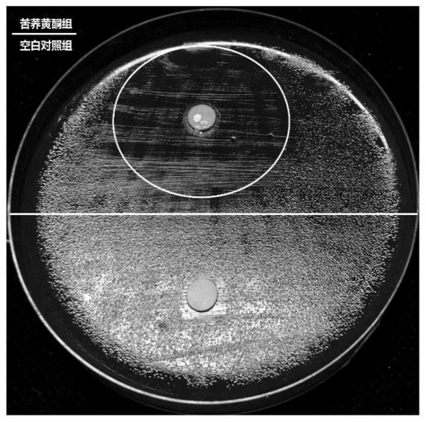 Application of tartary buckwheat flavone in preparation of medicines or health-care products for inhibiting bacteria or preventing and treating gastritis