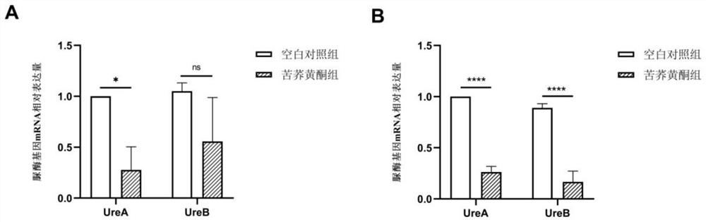 Application of tartary buckwheat flavone in preparation of medicines or health-care products for inhibiting bacteria or preventing and treating gastritis