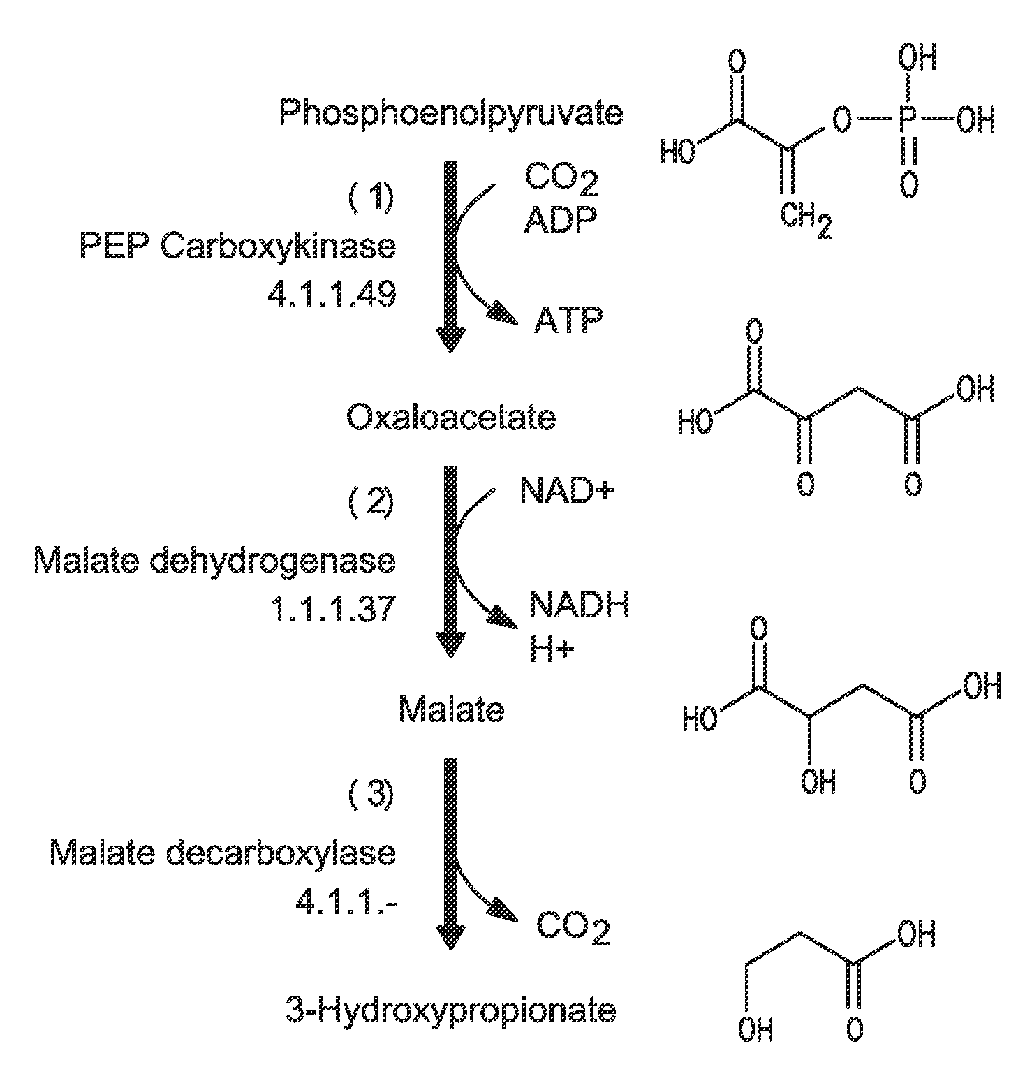 Methods and organisms for production of 3-hydroxypropionic acid