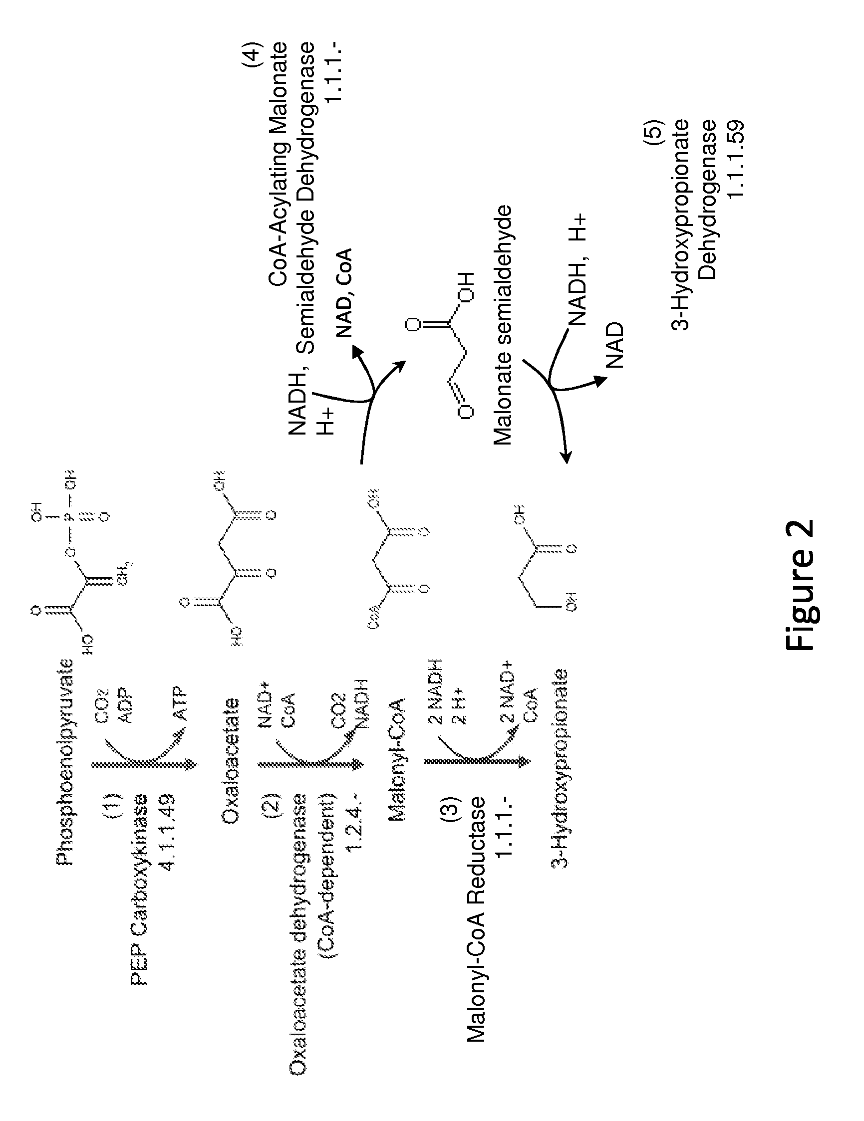 Methods and organisms for production of 3-hydroxypropionic acid
