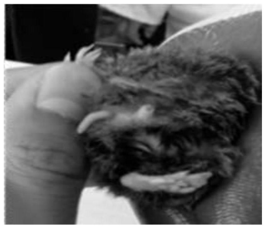 A kind of artificial breeding method of Sichuan short-tailed shrew