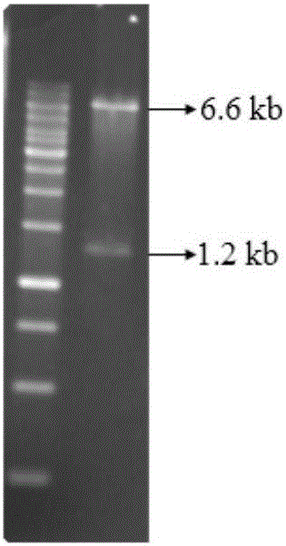 Crynebacterium glutamicum engineering strain for producing 5-aminolevulinic acid and construction method thereof+