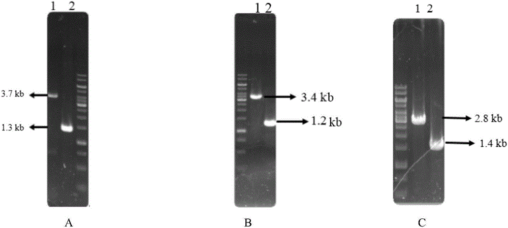 Crynebacterium glutamicum engineering strain for producing 5-aminolevulinic acid and construction method thereof+