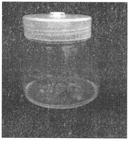 In-vitro quick propagation method for acanthopanax gracilistylus