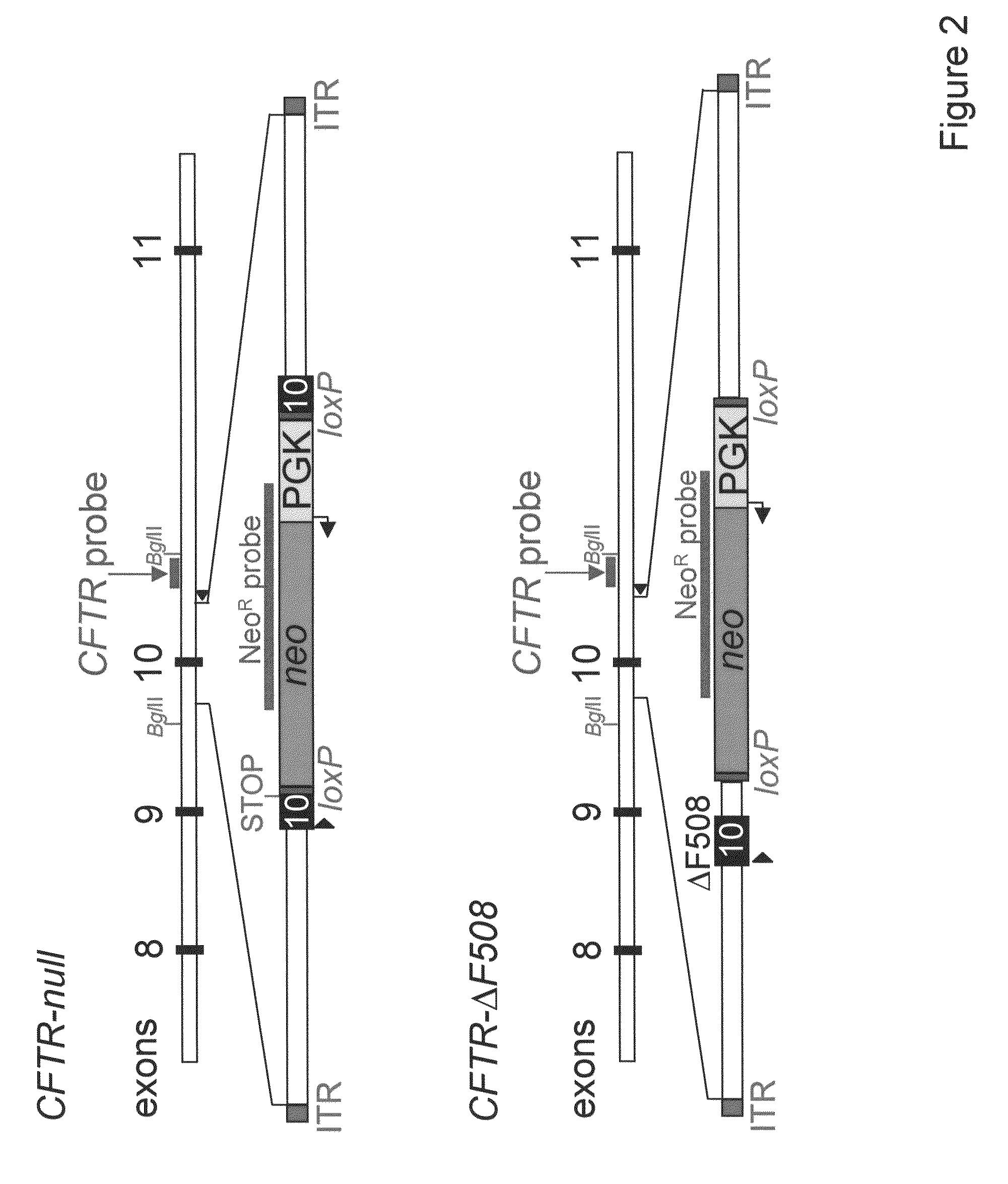 Method of identifying compounds using a transgenic pig model of cystic fibrosis