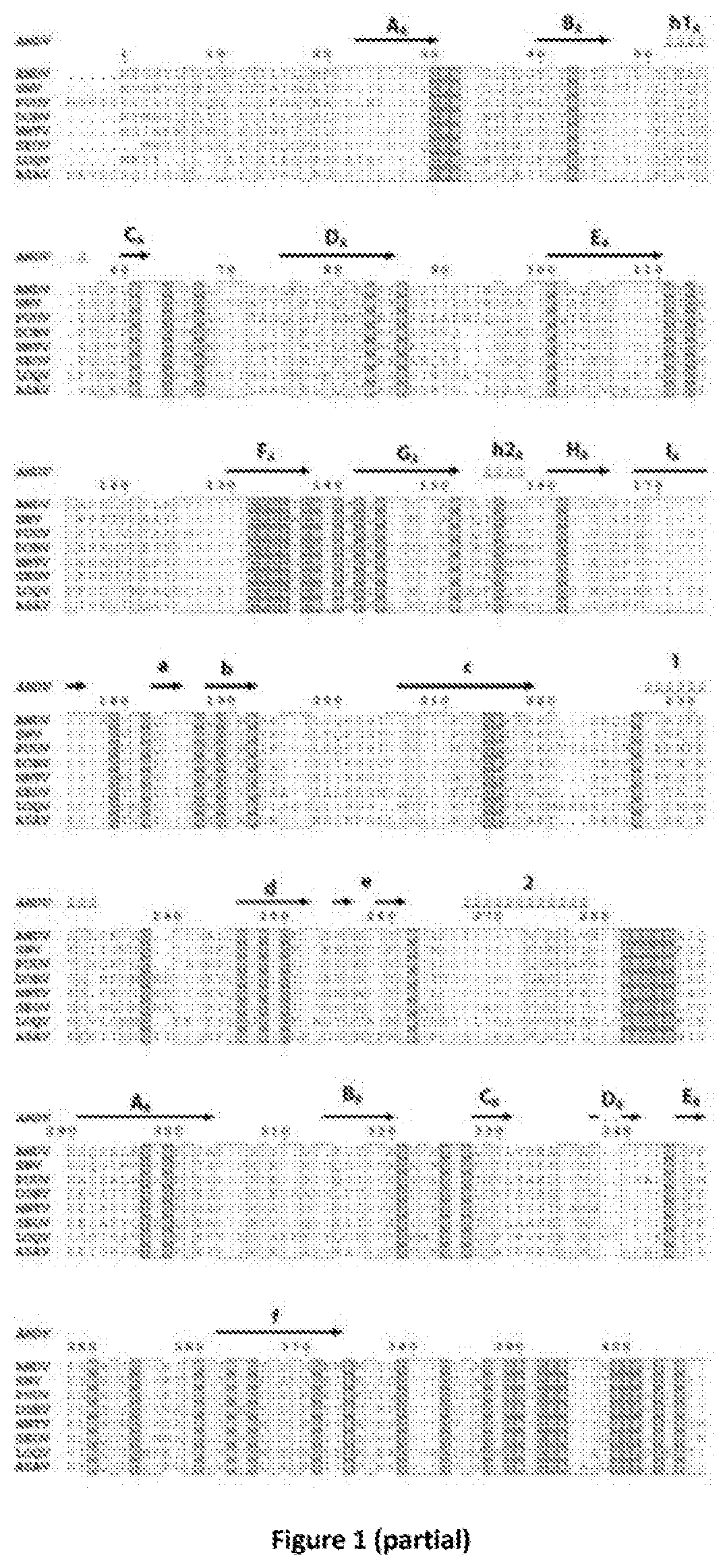 Engineered spike proteins of hantaviruses and uses thereof