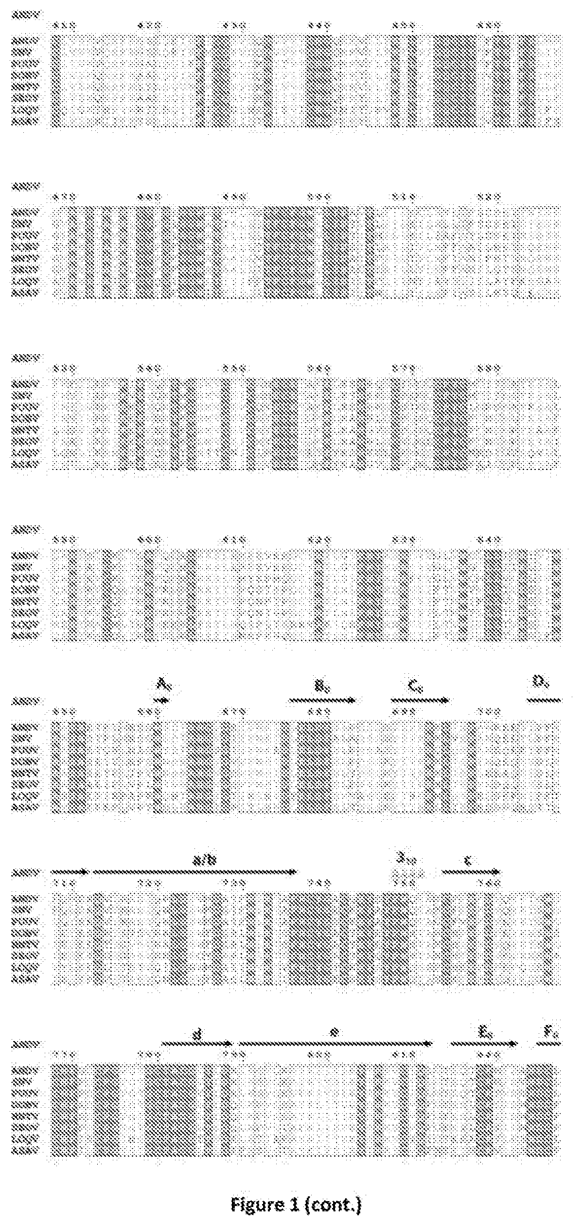 Engineered spike proteins of hantaviruses and uses thereof