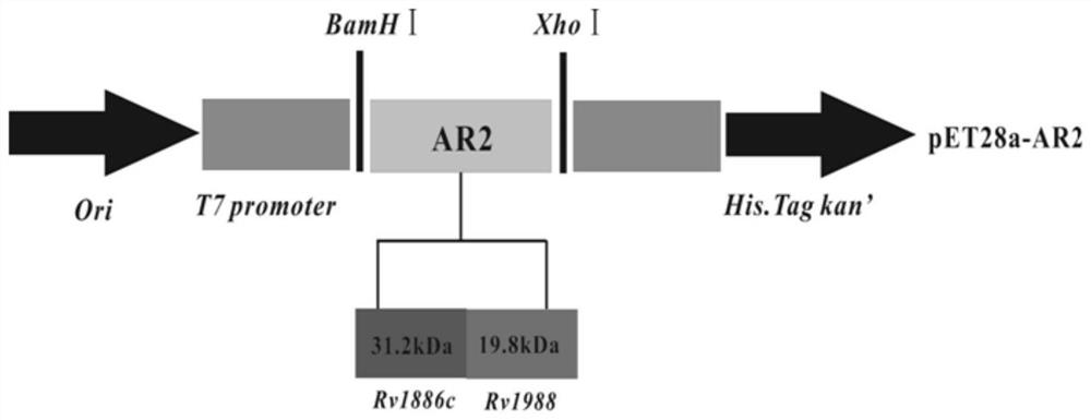 Mycobacterium tuberculosis fusion protein AR2, construction, expression and purification method and application thereof