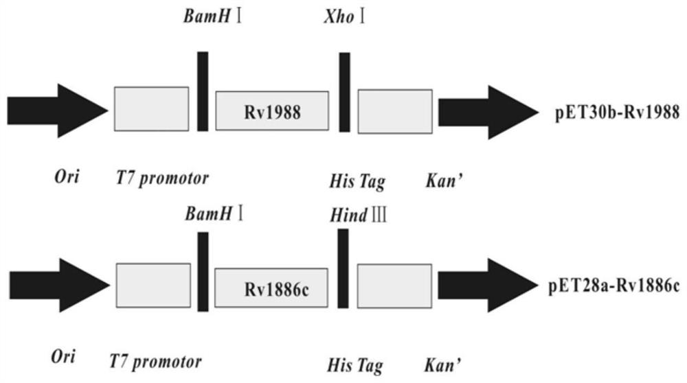 Mycobacterium tuberculosis fusion protein AR2, construction, expression and purification method and application thereof