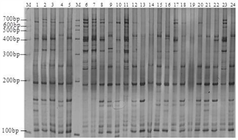 A method for analyzing the genetic diversity of Tsaoguo germplasm resources based on srap markers