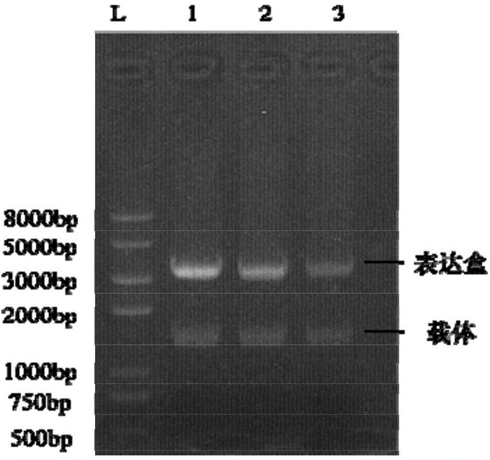 Recombinant yarrowia lipolytica bacterial strain as well as construction method and application thereof