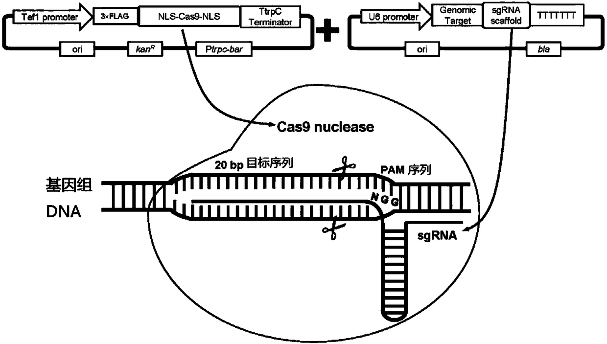 Genome editing vector, genome editing system constituted by genome editing vector and application