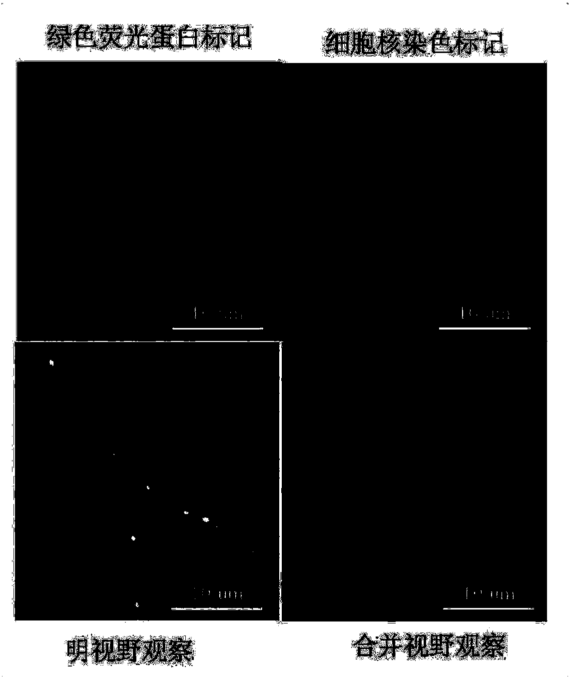 Genome editing vector, genome editing system constituted by genome editing vector and application