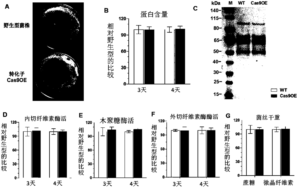 Genome editing vector, genome editing system constituted by genome editing vector and application