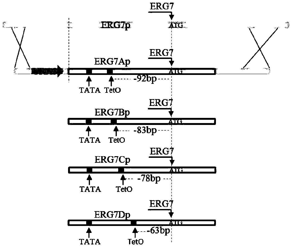 Recombinant bacteria for fine regulation and control of saccharomyces cerevisiae ERG7 expression and construction method thereof
