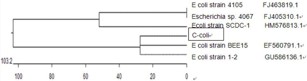 A compound preparation of traditional Chinese medicine probiotics for preventing and treating respiratory diseases of broilers