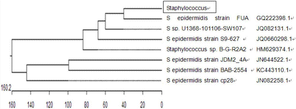 A compound preparation of traditional Chinese medicine probiotics for preventing and treating respiratory diseases of broilers