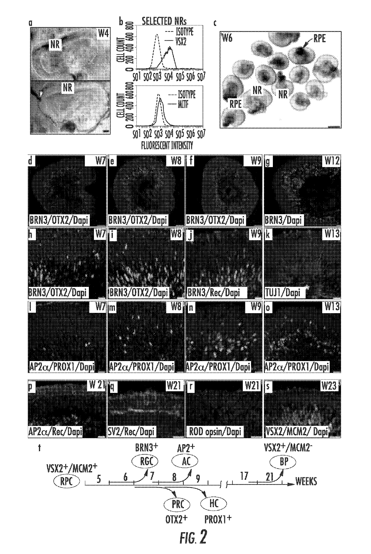 Methods for forming three-dimensional human retinal tissue in vitro