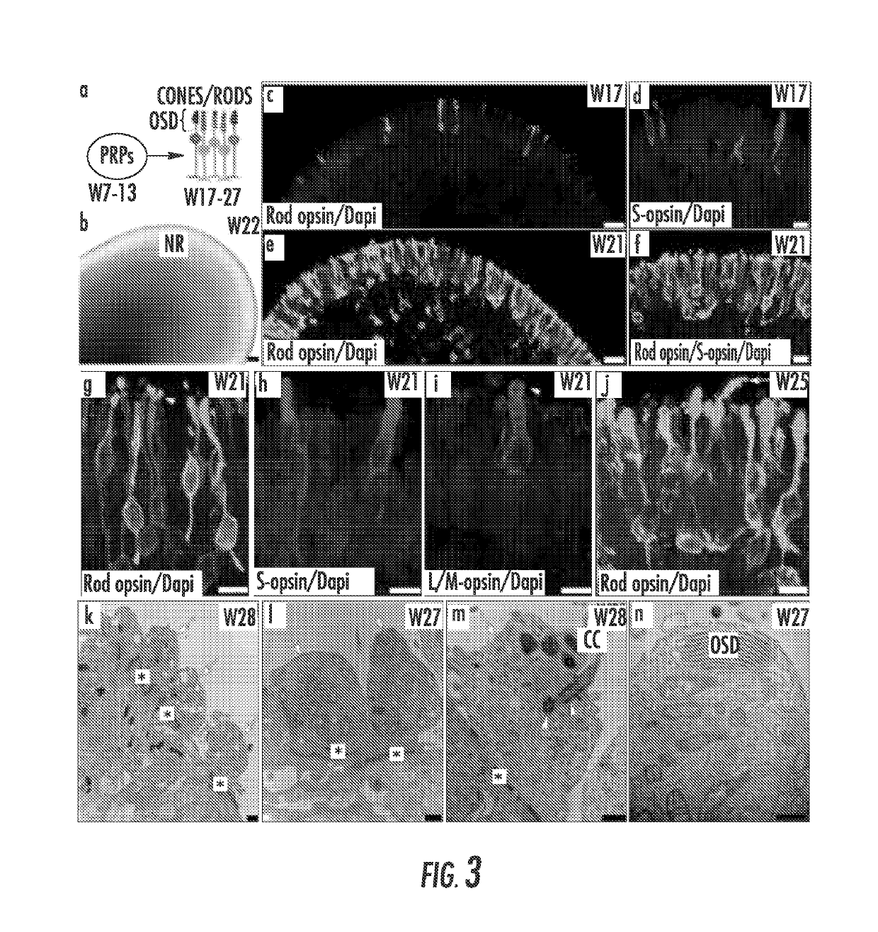 Methods for forming three-dimensional human retinal tissue in vitro