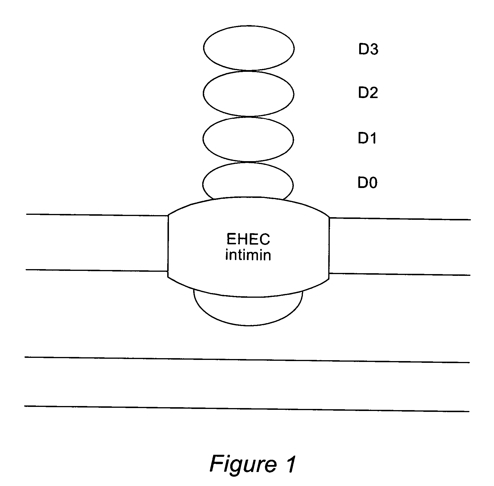 Method for exposing peptides and polypeptides on the cell surface of bacteria