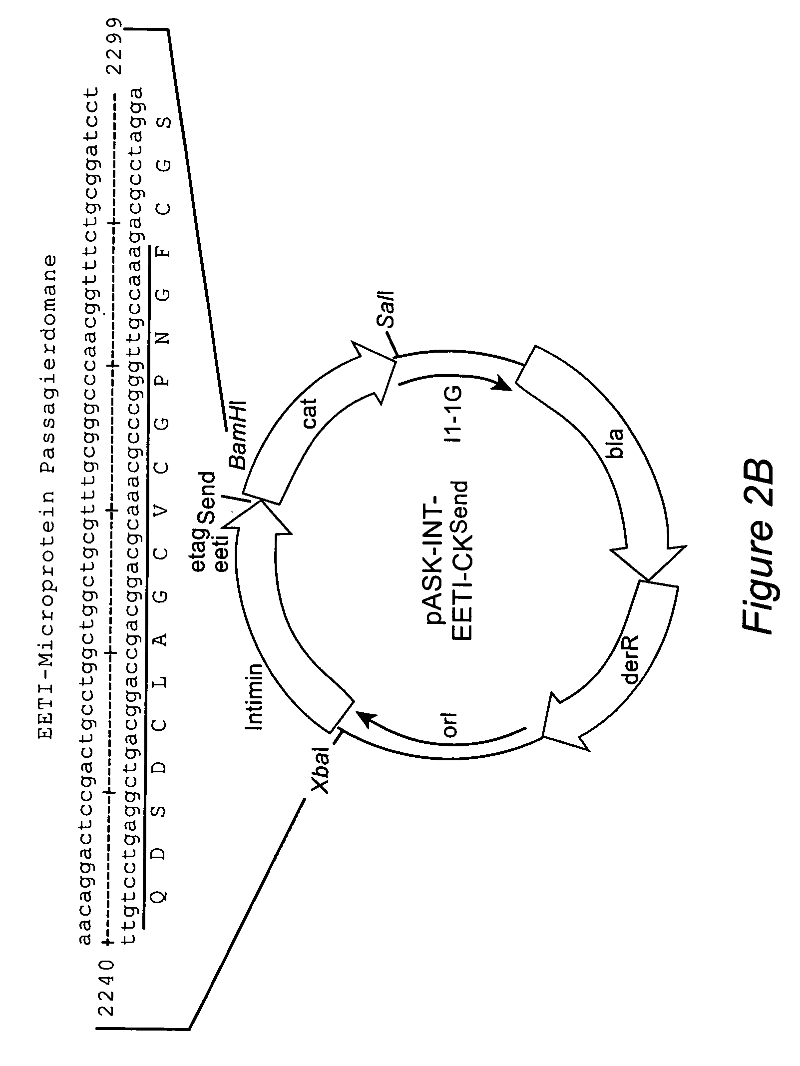 Method for exposing peptides and polypeptides on the cell surface of bacteria