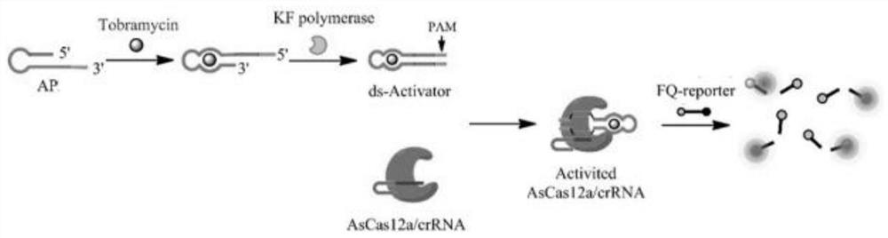 Tobramycin detection system and method based on CRISPR-Cas12a