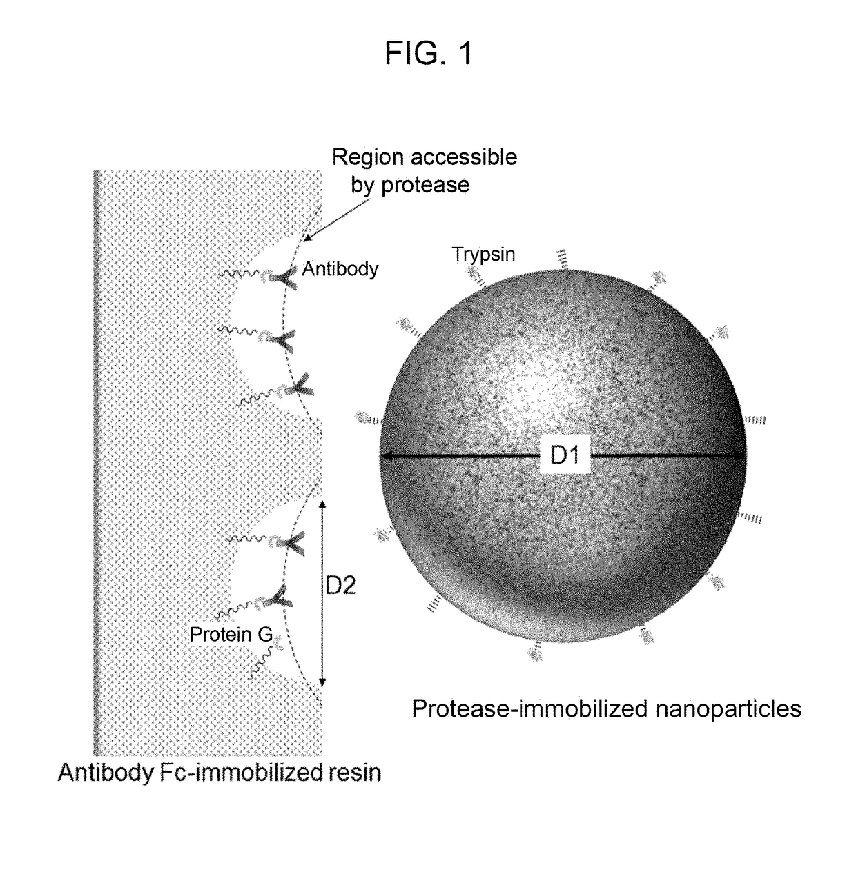 Kit for preparing sample for detecting monoclonal antibody