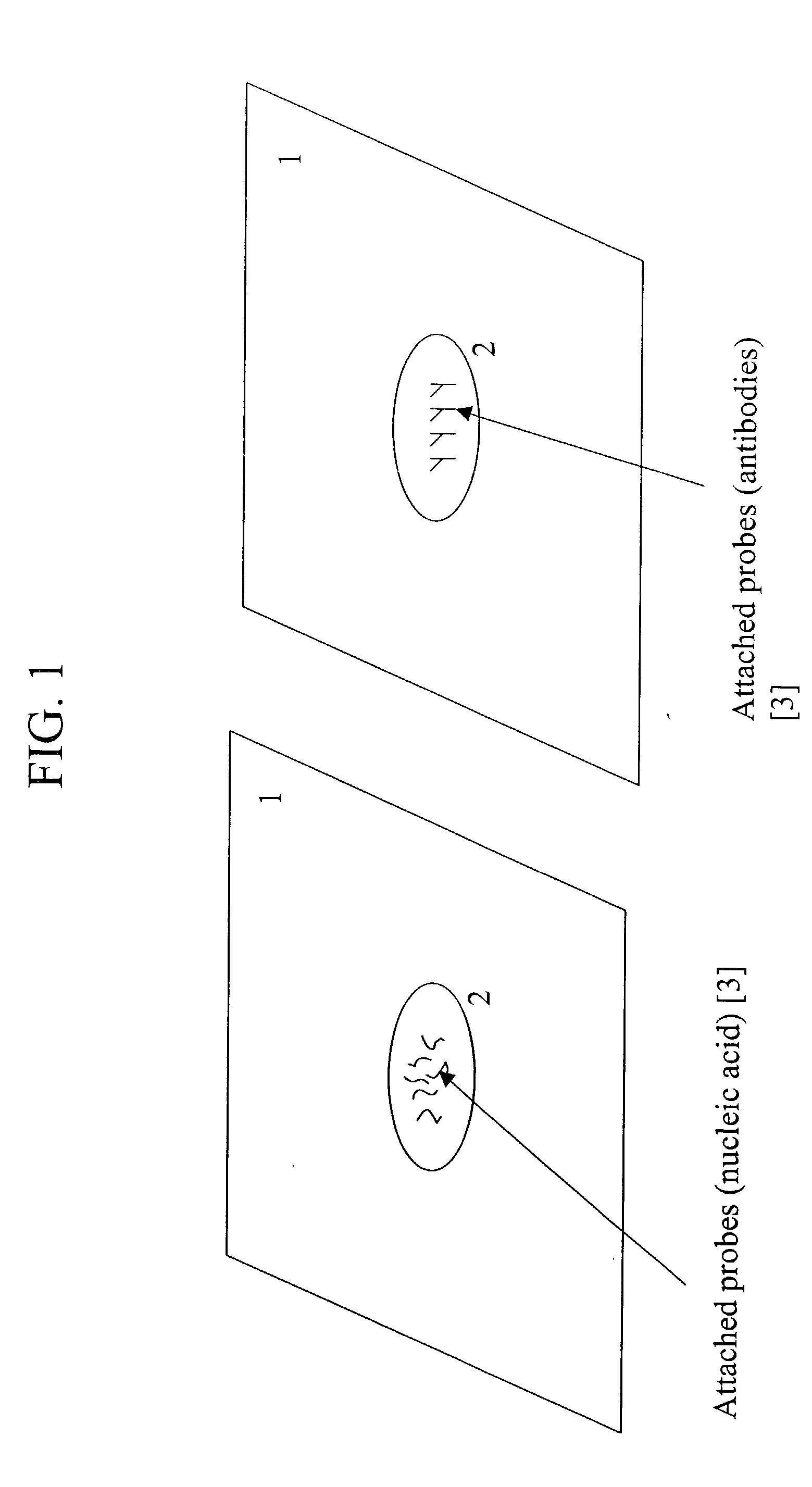 Method of detecting molecular target by particulate binding