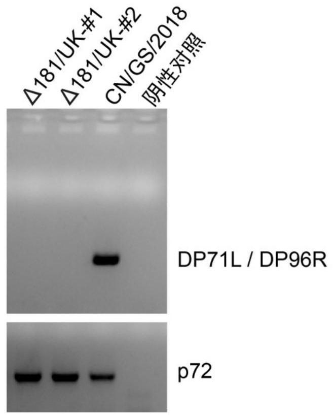 Construction of African swine fever gene-deleted attenuated strain and application of African swine fever gene-deleted attenuated strain as vaccine