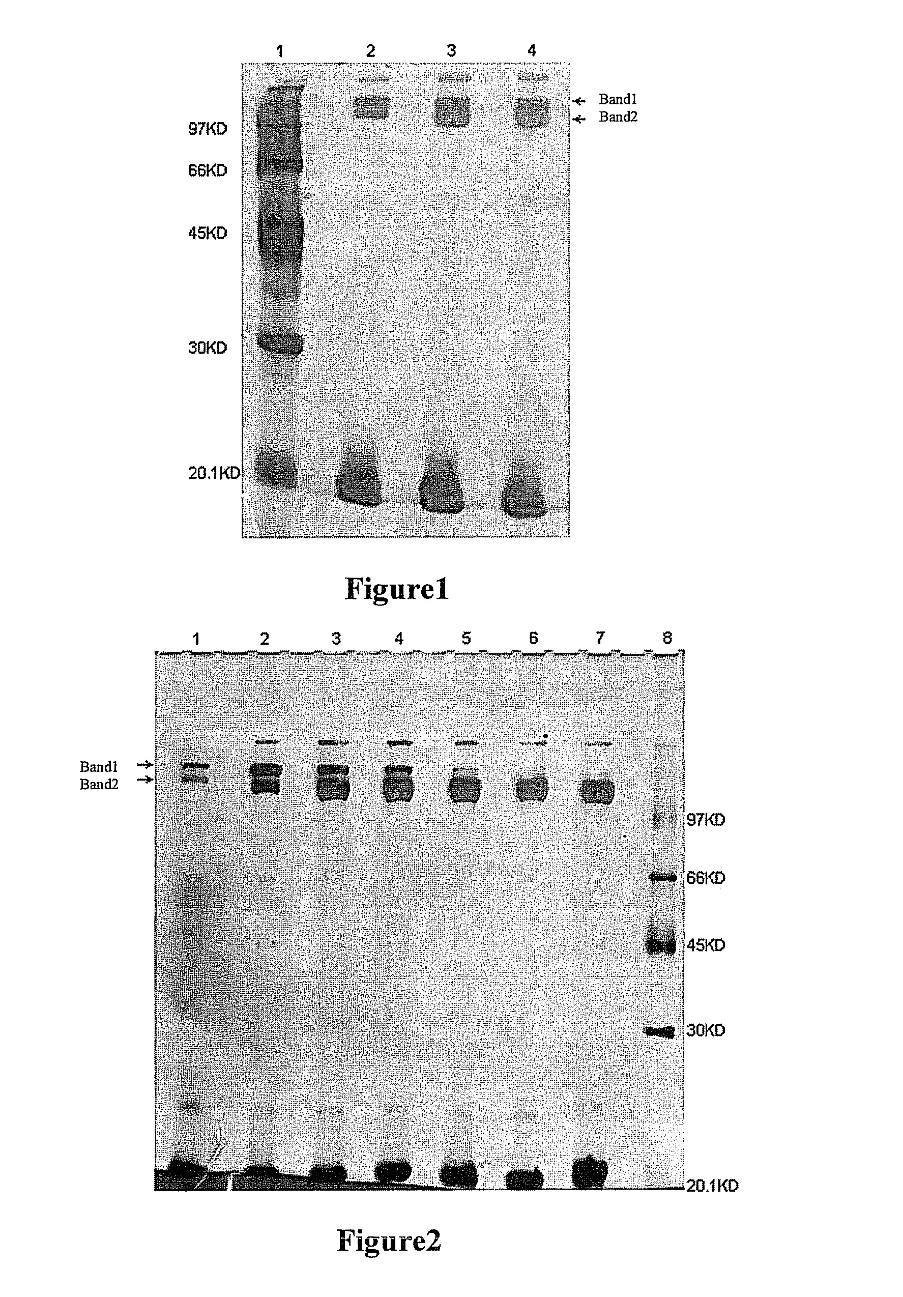 Double-stranded polyethylene glycol modified growth hormone, preparation method and application thereof