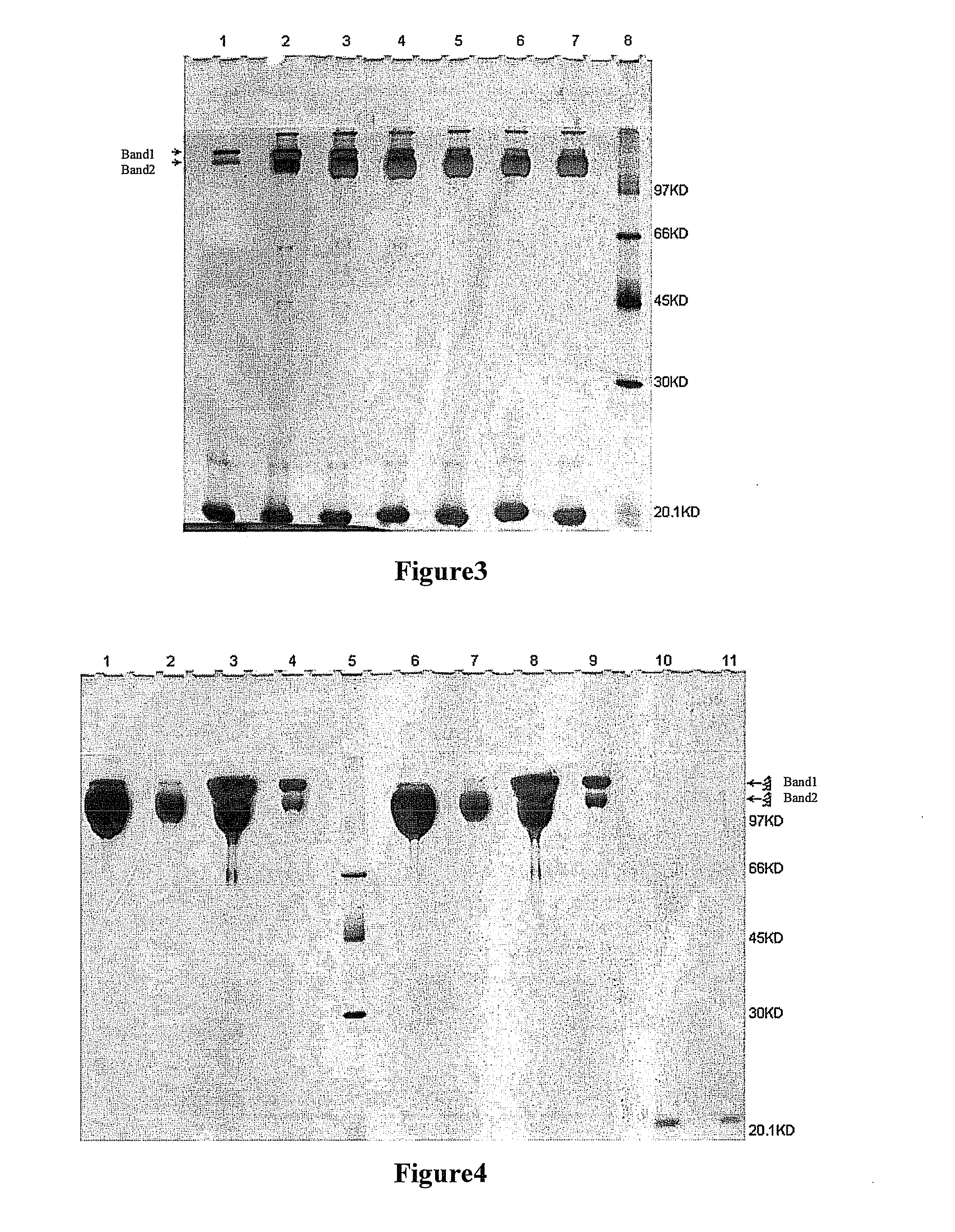 Double-stranded polyethylene glycol modified growth hormone, preparation method and application thereof