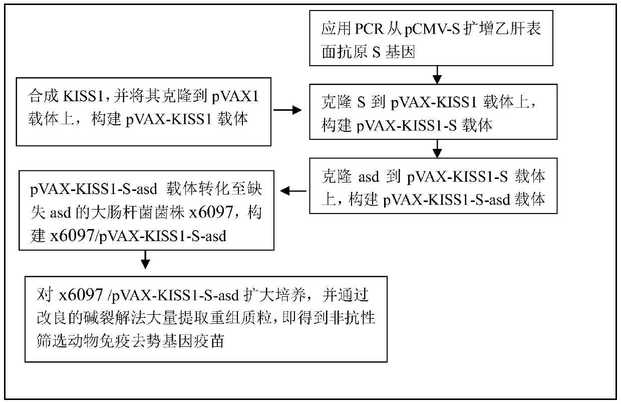 A kind of non-resistance screening kiss1 eukaryotic expression plasmid and its application