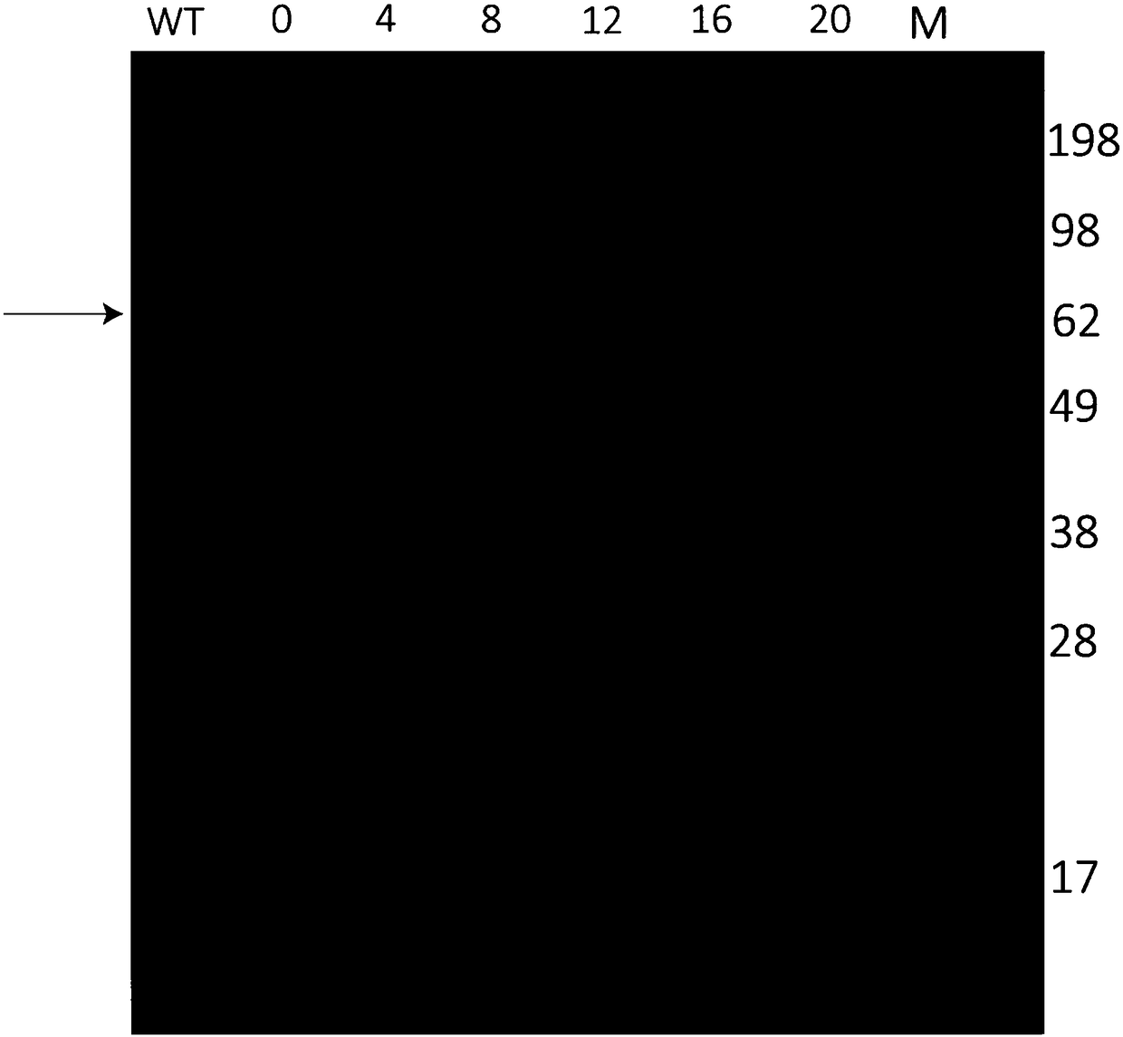 Repetitive extragenic palindromic sequence for improving exogenous gene mRNA and application thereof