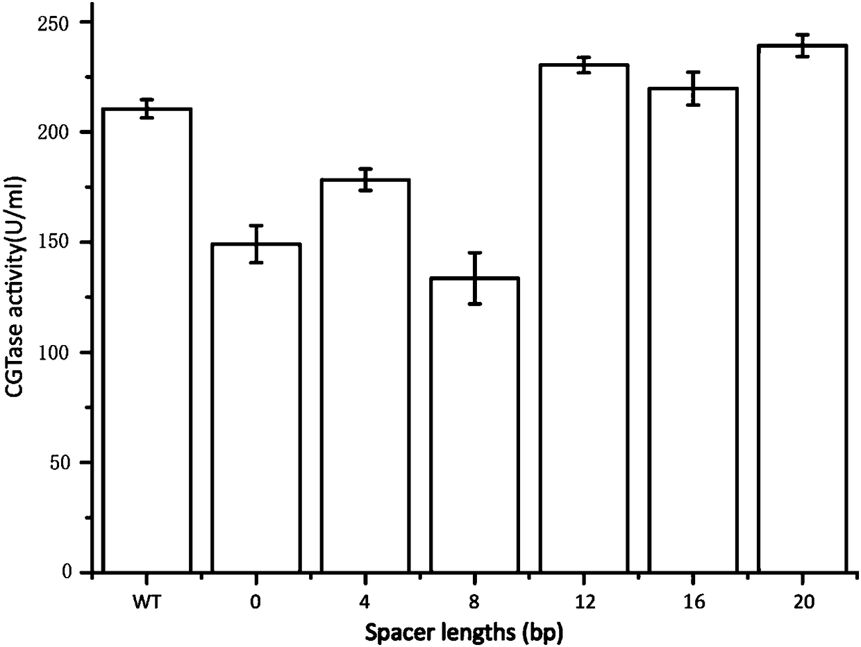 Repetitive extragenic palindromic sequence for improving exogenous gene mRNA and application thereof