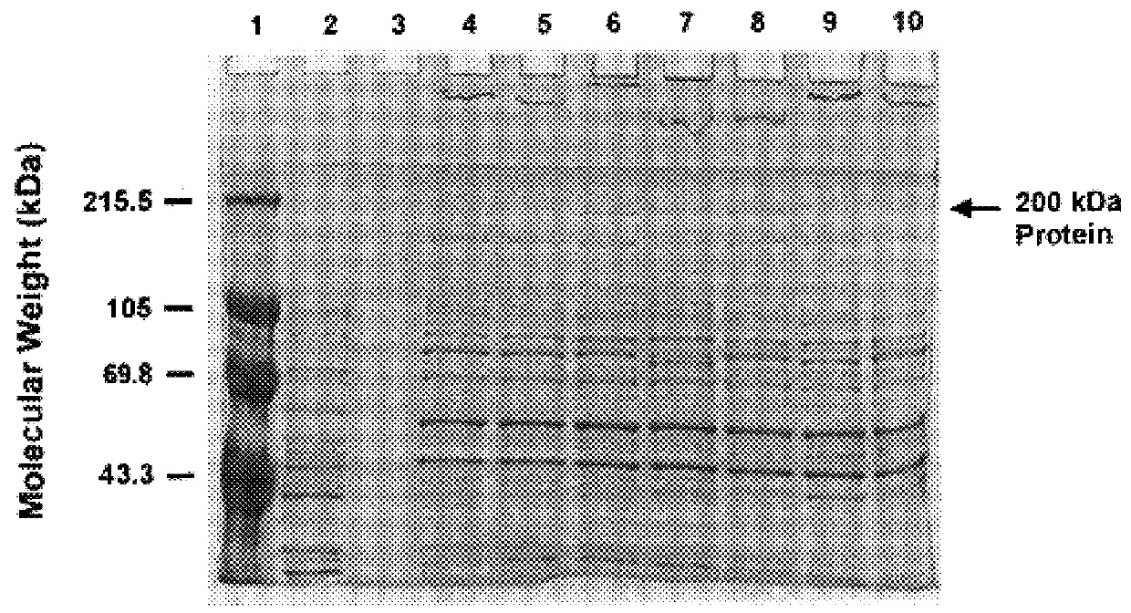 High molecular weight major outer membrane protein of moraxella