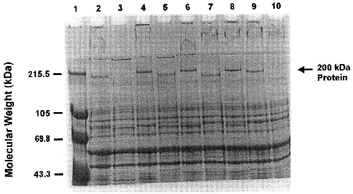 High molecular weight major outer membrane protein of moraxella