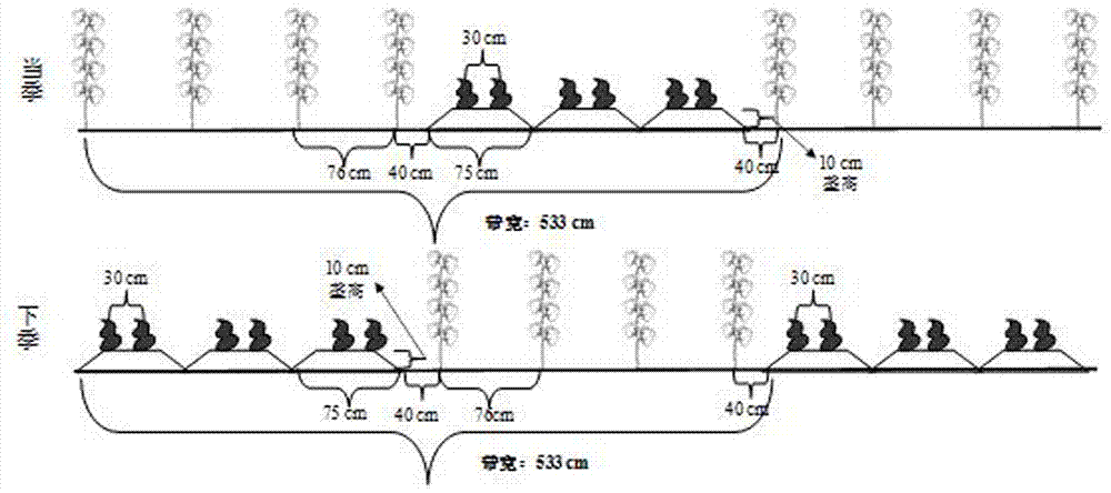 Cotton and peanut intercropping and crop rotation efficient planting mode in medium and slight sulfate saline-alkali soil