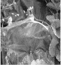 Method for preventing pesticide from being sprayed to strawberry fruits