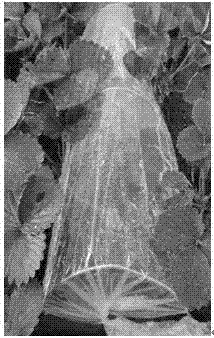 Method for preventing pesticide from being sprayed to strawberry fruits