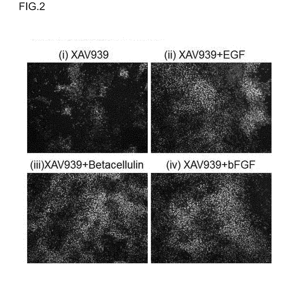 Method for Proliferation of Pancreatic Progenitor Cells