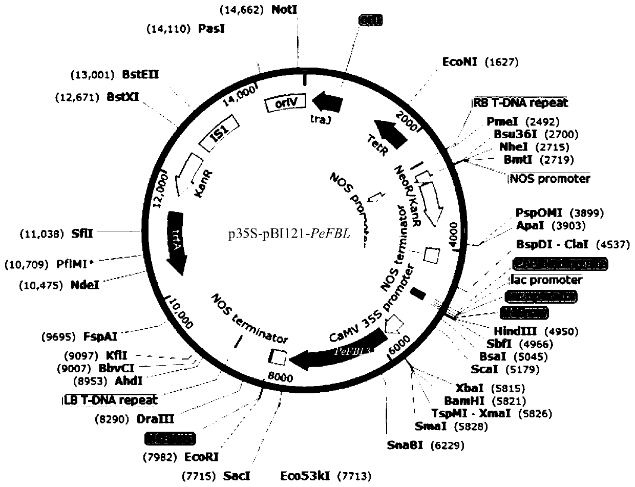 Gene PeFBL3 for regulating and controlling development of adventitious roots of poplars and application of gene PeFBL3